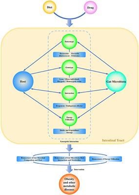 Commensal Homeostasis of Gut Microbiota-Host for the Impact of Obesity